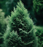 Thuja occidentalis (American Arborvitae, Eastern Arborvitae, White Cedar, Arborvitae)