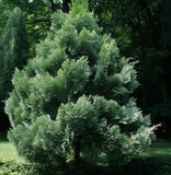 Thuja orientalis (Oriental Arborvitae, Platycladus orientalis, Thuja acuta , Biota orientalis)