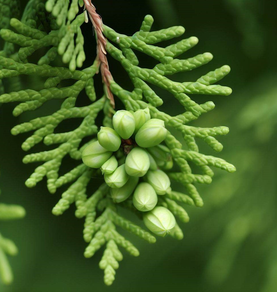 Thuja orientalis (Oriental Arborvitae, Platycladus orientalis, Thuja a ...