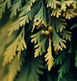 Thuja orientalis aurea (Gold Arborvitae)