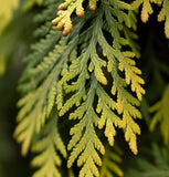 Thuja orientalis aurea (Gold Arborvitae)