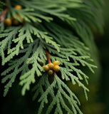 Thuja orientalis aurea (Gold Arborvitae)