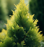 Thuja orientalis aurea (Gold Arborvitae)