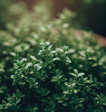 Thyme, German or Winter (Thymus vulgaris)