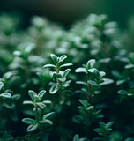 Thyme, German or Winter (Thymus vulgaris)