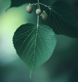 Tilia amurensis (Amur Linden)