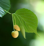 Tilia amurensis (Amur Linden)