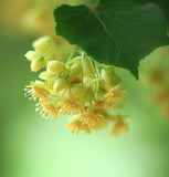 Tilia amurensis (Amur Linden)