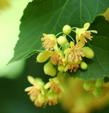 Tilia amurensis (Amur Linden)