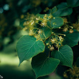 Tilia cordata (Littleleaf Linden)