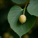 Tilia cordata (Littleleaf Linden)