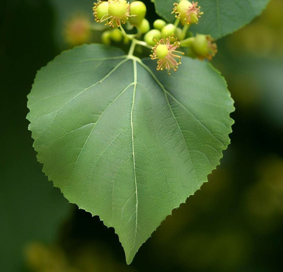 Tilia cordata (Littleleaf Linden) – MySeedsCo