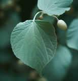 Tilia tomentosa (Silver Linden)