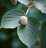 Tilia tomentosa (Silver Linden)