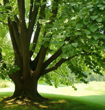 Tilia tomentosa (Silver Linden)