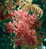 Toona sinensis (Chinese Toon, Chinese Mahogany, Red Toon)