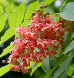 Toona sinensis (Chinese Toon, Chinese Mahogany, Red Toon)