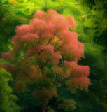 Toona sinensis (Chinese Toon, Chinese Mahogany, Red Toon)