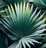 Trachycarpus excelsus (fortunei) (Windmill Palm, Hemp Palm)