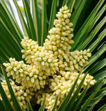 Trachycarpus excelsus (fortunei) wagnerianus (Wagner Windmill Palm, Chusan Windmill Palm, Dwarf Chusan Palm, Trachycarpus Tahii)