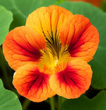 Tropaeolum majus (Nasturtium, Single Mixed)