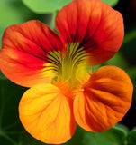 Tropaeolum nanum 'Empress of India' (Nasturtium, Dwarf - Empress of India)