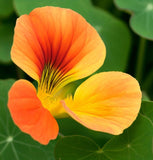 Tropaeolum nanum 'Empress of India' (Nasturtium, Dwarf - Empress of India)