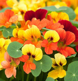 Tropaeolum nanum 'Alaska Mix' (Nasturtium, Dwarf Mixed - Alaska Mix)