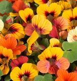 Tropaeolum nanum 'Alaska Mix' (Nasturtium, Dwarf Mixed - Alaska Mix)