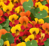 Tropaeolum nanum 'Tom Thumb Mix' (Nasturtium, Dwarf Mixed - Tom Thumb Mix)