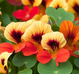 Tropaeolum nanum 'Tom Thumb Mix' (Nasturtium, Dwarf Mixed - Tom Thumb Mix)