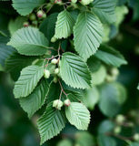 Ulmus crassifolia (Cedar Elm)