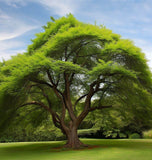 Ulmus crassifolia (Cedar Elm)