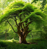 Ulmus crassifolia (Cedar Elm)