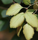 Ulmus parvifolia (winged) (Chinese Elm, Lacebark Elm)