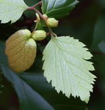 Ulmus parvifolia (winged) (Chinese Elm, Lacebark Elm)