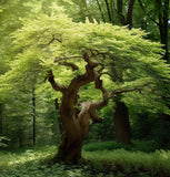 Ulmus parvifolia (winged) (Chinese Elm, Lacebark Elm)