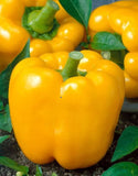 Golden Cal Wonder Pepper, SWEET (Capsicum annuum)