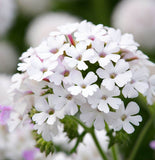 VERBENA hybrida 'Ideal Florist Mix' (Verbena - Ideal Florist Mix)