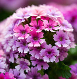 VERBENA hybrida 'Ideal Florist Mix' (Verbena - Ideal Florist Mix)