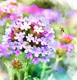 VERBENA hybrida 'Ideal Florist Mix' (Verbena - Ideal Florist Mix)