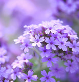 VERBENA tenuisecta  (Moss Verbena, Purple)