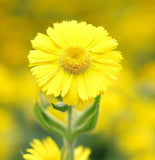 VERBESINA encelioides (Golden Crownbeard)