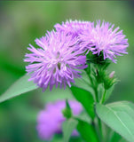 VERNONIA fasciculata (Prairie Ironweed)