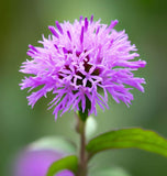 VERNONIA fasciculata (Prairie Ironweed)