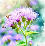 VERNONIA fasciculata (Prairie Ironweed)