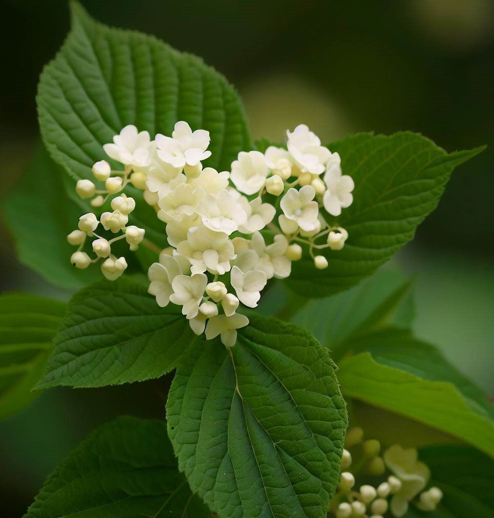 Viburnum cassinoides (Possumhaw, Wild Raisin, Withe Rod) – MySeedsCo