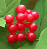 Viburnum cassinoides (Possumhaw, Wild Raisin, Withe Rod)