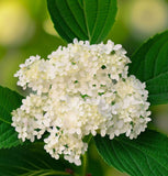 Viburnum dentatum (Arrow-wood viburnum, Southern Arrow-wood)