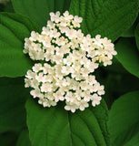 Viburnum dentatum (Arrow-wood viburnum, Southern Arrow-wood)